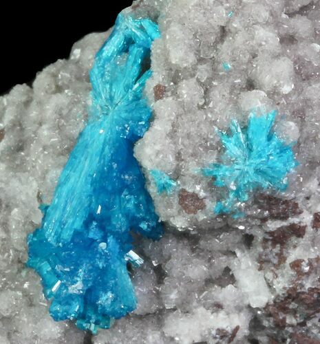Vibrant Blue Cavansite Clusters on Stilbite - India #67793